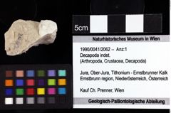 Foto (Objket + Etiketten) von Decapoda indet. 